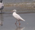 /album/photogallery/slender-billed-gull-tanji-jpg/